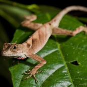 Anolis nitens