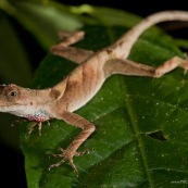 Anolis nitens. Lézard sur une feuille, vue de face. Vue de nuit, gorge rouge. Anelis se promenant sur une feuille.  Reptile d'amazonie. Parc national Yasuni en Equateur.