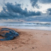 Tortue luth, Dermochelys coriacea. Guyane au lever du soleil, plage des salines à Rémire Montjoly. Mer en fond.