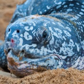 Tortue luth, Dermochelys coriacea. Guyane au lever du soleil, plage des salines à Rémire Montjoly. Mer en fond.  Gros plan sur la tête. Blessure sur le nez.