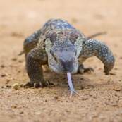 VARANUS NILOTICUS Varan du nil Afrique du Sud parc kruger. Varanus niloticus.