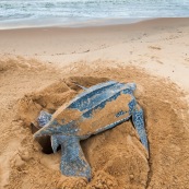 Tortue luth, Dermochelys coriacea. Guyane au lever du soleil, plage des salines à Rémire Montjoly. Mer en fond.  En train de pondre. Ponte. Trou dans le sable.