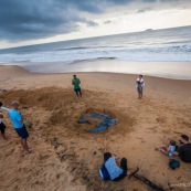 Tortue luth, Dermochelys coriacea. Guyane au lever du soleil, plage des salines à Rémire Montjoly. Mer en fond.  En train de pondre. Ponte. Trou dans le sable. SPectateurs.