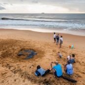 Tortue luth, Dermochelys coriacea. Guyane au lever du soleil, plage des salines à Rémire Montjoly. Mer en fond.  En train de pondre. Ponte. Trou dans le sable. SPectateurs.