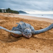 Tortue luth, Dermochelys coriacea. Guyane au lever du soleil, plage des salines à Rémire Montjoly. Mer en fond.  En train de pondre. Ponte. Trou dans le sable.