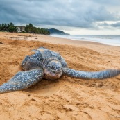 Tortue luth, Dermochelys coriacea. Guyane au lever du soleil, plage des salines à Rémire Montjoly. Mer en fond.  En train de pondre. Ponte. Trou dans le sable.