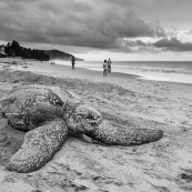 Tortue luth, Dermochelys coriacea. Guyane au lever du soleil, plage des salines à Rémire Montjoly. Mer en fond.  En train de pondre. Ponte. Trou dans le sable.