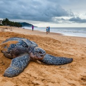 Tortue luth, Dermochelys coriacea. Guyane au lever du soleil, plage des salines à Rémire Montjoly. Mer en fond.  En train de pondre. Ponte. Trou dans le sable.