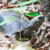 Chelonoidis denticulata - Syn : Geochelone denticulata. Tortue terrestre en forêt en Guyane (Saül).