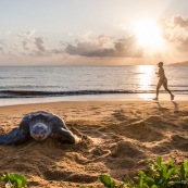 Tortue luth, Dermochelys coriacea. Guyane au lever du soleil, plage des salines à Rémire Montjoly. Mer en fond.  En train de pondre. Ponte. Trou dans le sable. Femme courrant sur la plage.