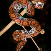 Rainbow boa. Boa arc-en-ciel. Epicrates cenchria.  Parc national Yasuni en Equateur.