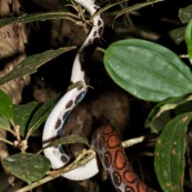 Rainbow boa. Boa arc-en-ciel. Epicrates cenchria.  Parc national Yasuni en Equateur.