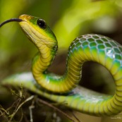 Chironius monticola. Serpent vert et jaune. Pérou.