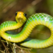 Chironius monticola