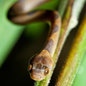 Leptodeira annulata annulata