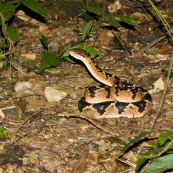 Crotalus durissus terrificus. Serpent à sonnette. Genre : crotalus, crotale. Environ 1m40 de long. Cascabelle, ou crotale des tropiques. De nuit sur un sentier, enroulé sur le sol, la tête dressée.  Bolivie Parc national Amboro.