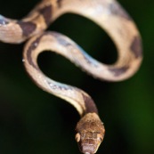 Leptodeira annulata annulata. Serpent vu de face.  Parc national Yasuni en Equateur.