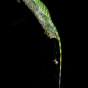 Anolis transversalis. Lézard aux yeux bleux.   Parc national Yasuni en Equateur.