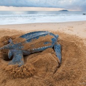 Tortue luth, Dermochelys coriacea. Guyane au lever du soleil, plage des salines à Rémire Montjoly. Mer en fond.  En train de pondre. Ponte. Trou dans le sable.