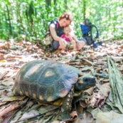 Chelonoidis denticulata - Syn : Geochelone denticulata. Tortue terrestre en forêt en Guyane (Saül). Enfant et sa maman qui regadent en arrière plan.