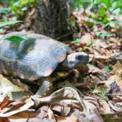 Chelonoidis denticulata - Syn : Geochelone denticulata. Tortue terrestre en forêt en Guyane (Saül).