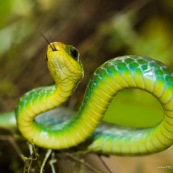 Chironius monticola. Serpent vert et jaune. Pérou.