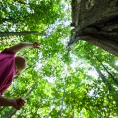 Arbre remarquable a Saul en Guyane. Foret tropicale amazonienne. Parc amazonien de Guyane. Avec une petite fille.