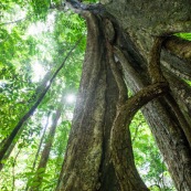 Arbre remarquable a Saul en Guyane. Foret tropicale amazonienne. Parc amazonien de Guyane.