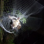 Chauve-souris pise dans un filet et se débattant.