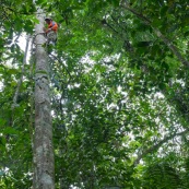 Botaniste en train de grimper dans un arbre pour prélever des feuilles et des fleurs, à l'aide de chaussures revêtus de barres métalliques (comme un piège à loup).