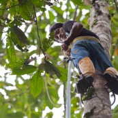 Botaniste en train de grimper dans un arbre pour prélever des feuilles et des fleurs, à l'aide de chaussures revêtus de barres métalliques (comme un piège à loup).