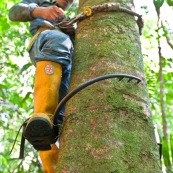 Botaniste en haut d'un arbre