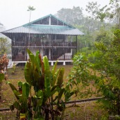 Pluie en foret tropicale.