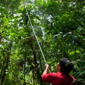 Botaniste dans la jungle sur le terrain en train de prélever des échantillons de feuilles, fruits et fleurs d'arbre. Avec une perche pour couper les branches. Foret tropicale amazonienne Equateur.