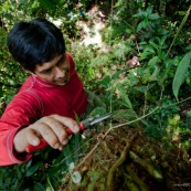 Botaniste dans la jungle sur le terrain en train de prélever des échantillons de feuilles, fruits et fleurs d'arbre. Vue de dessus, en train de couper une branche. A une dizaine de mètres de haut, dans l'arbre, après avoir grimpé dans l'arbre. Foret tropical eamazonienne Equateur Yasuni.