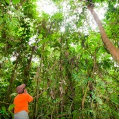 Botaniste en haut d'un arbre