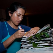 Fabrication d'un herbier par une botaniste.