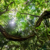 Forêt amazonienne - Saül - Guyane