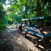 Cariole à cheval dans la forêt tropicale. Carrosse.