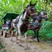 Cariole à cheval dans la forêt tropicale. Carrosse.