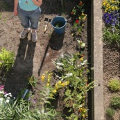 Jardin en ville. Printemps. Bambou. Tulipes. Narcisses. pots de fleur. Plantes vivaces.
Femme en train de planter des fleurs dans son jardin. Vue en plongee,  du dessus. 
Outils de jardin visibles. En train de jardiner. 

Petit jardin individuel des maisons type 1930 du departement du Nord.