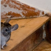 Chinchilla dans une maison.