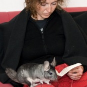 Femme avec chinchilla en liberte dans la maison.