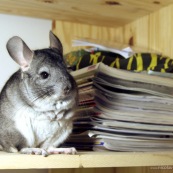 Chinchilla dans une maison sur une etagere.