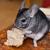 Chinchilla en train de manger du pain.