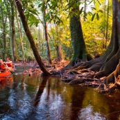 Canoe sur la crique gabrielle dans la reserve naturelle des marais de Kaw, avant le lac pali. Foret tropicale amazonienne. Guyane. Riviere.