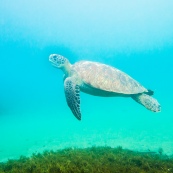 Chelonia mydas. Tortue verte.