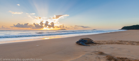Tortues Luth sur la plage de Rémire