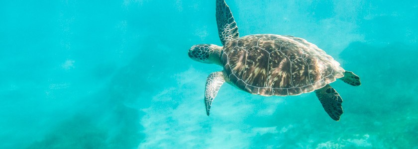 Photos sous-marines : guadeloupe