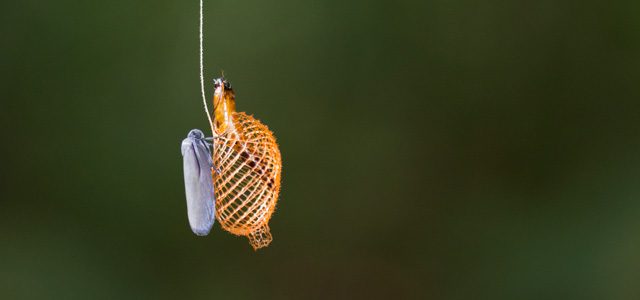 Programme « Nature’s weirdest events » de la BBC